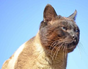 A sable Burmese cat with expressive eyes
