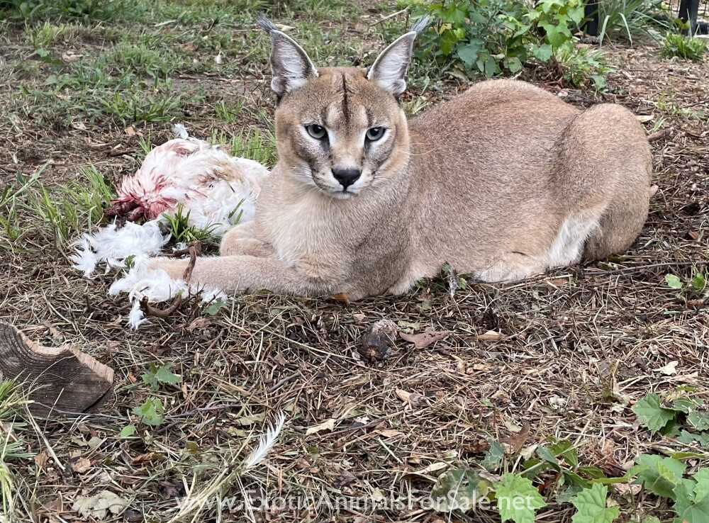 A breeding pair of caracals, showcasing their elegant build and tufted ears.