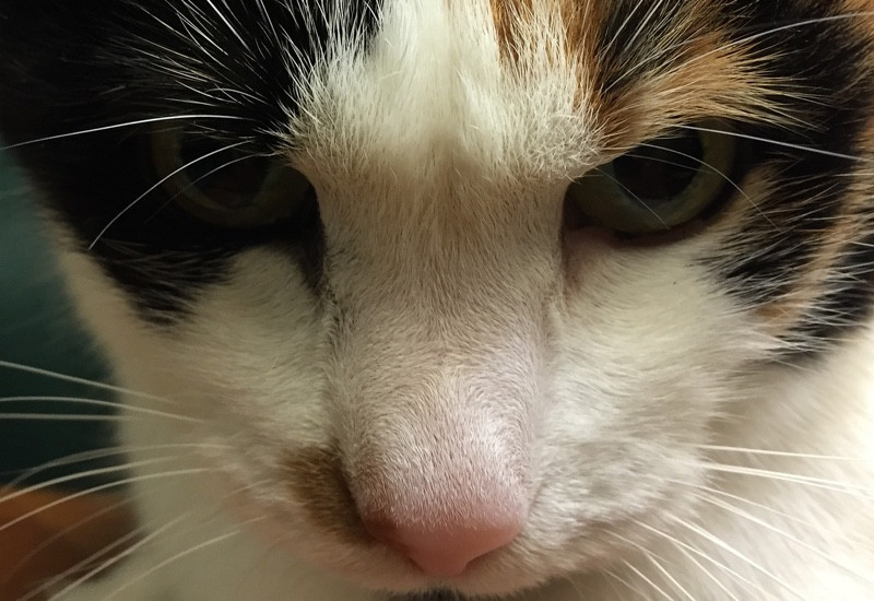 Close-up of a calico cat's face, highlighting the intricate patterns and colors in its fur.