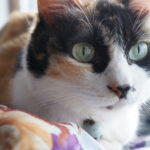A calico cat with striking green eyes sits comfortably on a plush cushion, showcasing its tri-color coat.