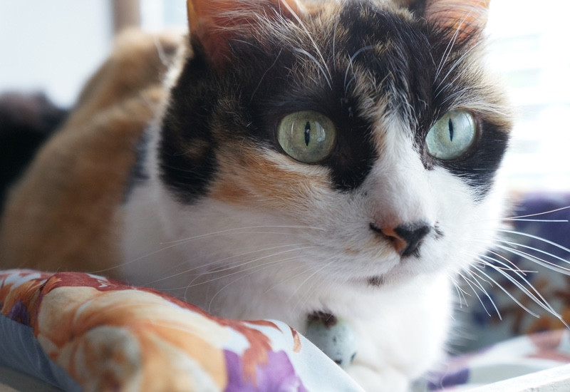 A calico cat with striking green eyes sits comfortably on a plush cushion, showcasing its tri-color coat.