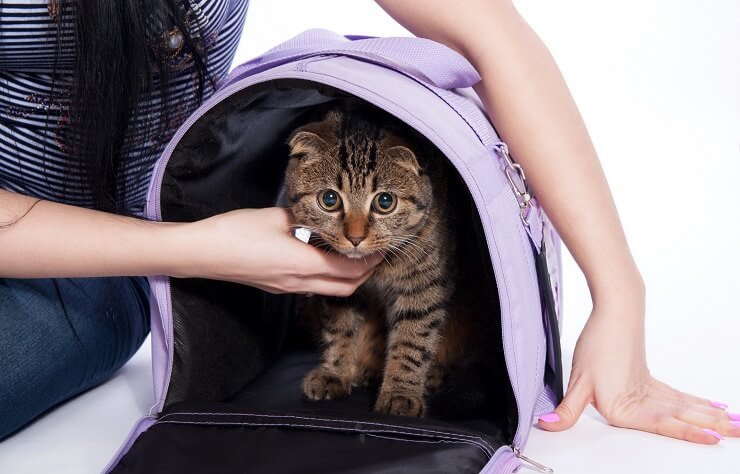 Cat in a carrier, illustrating motion sickness prevention with Cerenia