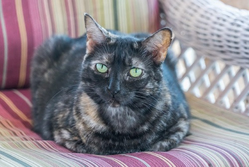 Tortoiseshell cats