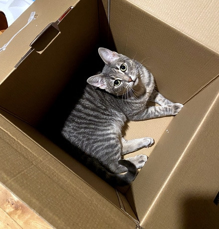 A cat carrier box with the words &quot;Cat Adoption Fees&quot; superimposed, highlighting the initial cost of adoption.