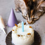 A decorated cat birthday cake with a lit blue candle, with a curious calico cat observing in the background.