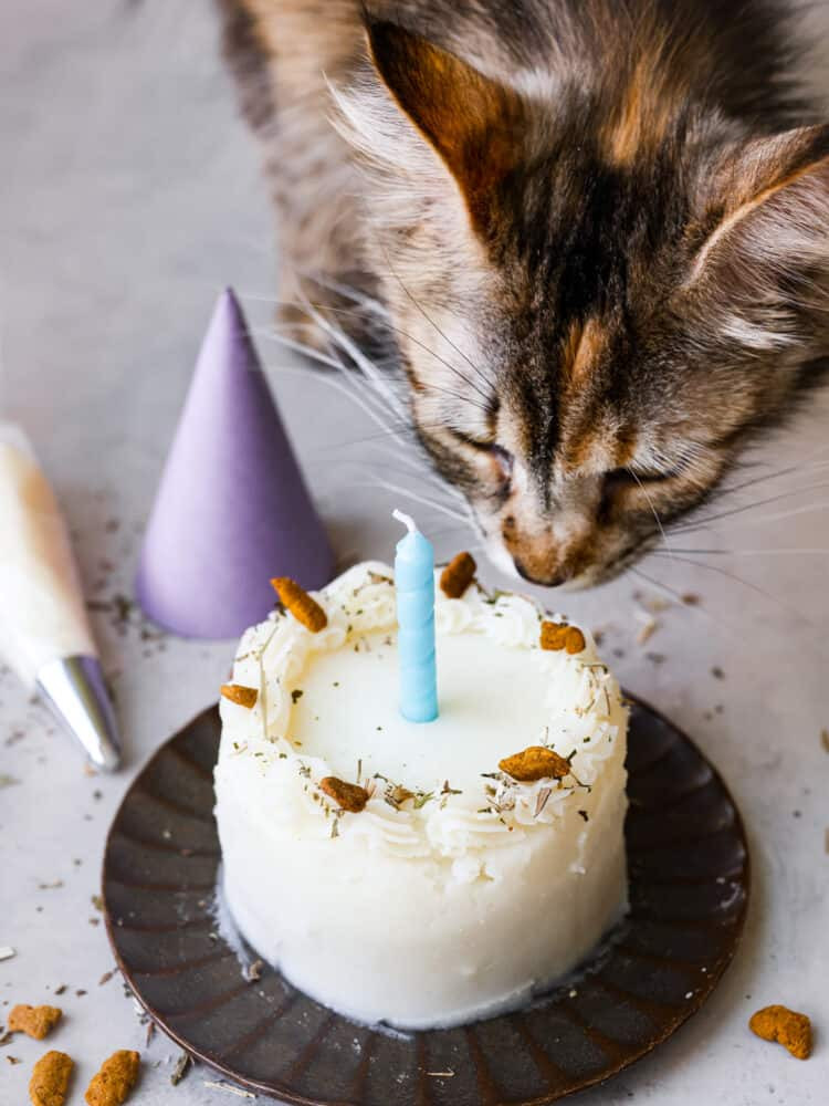 A decorated cat birthday cake with a lit blue candle, with a curious calico cat observing in the background.