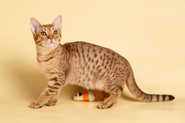 An Ocicat with a spotted coat, standing in a garden setting.