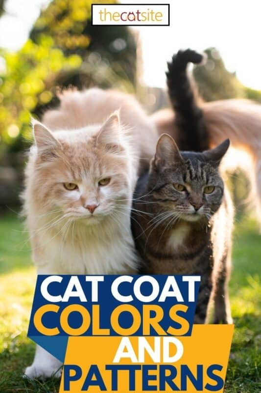Cat Coat Colors And Patterns pin image