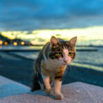 Cat walking in the evening
