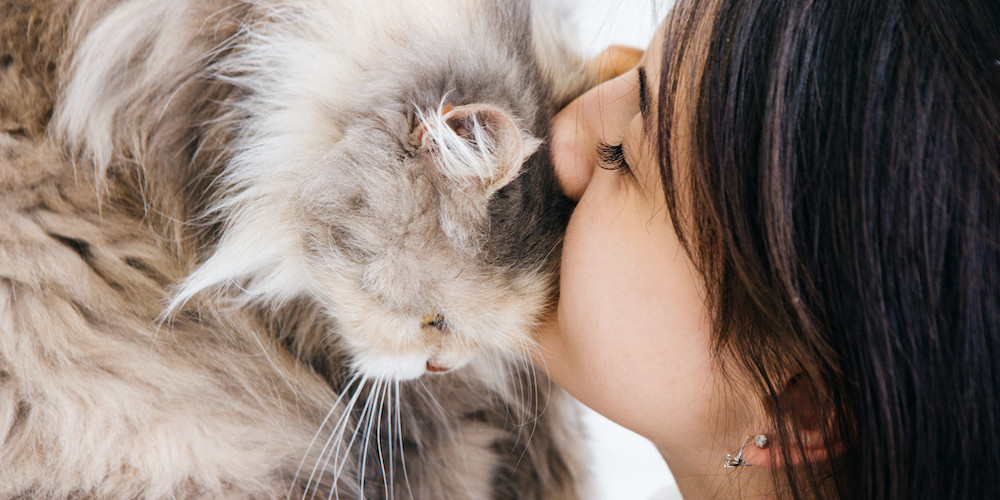 Cat headbutt