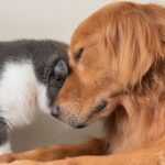 Cat headbutting a dog