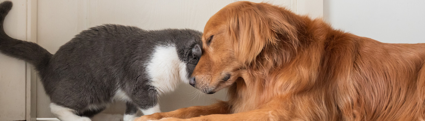 Cat headbutting a dog