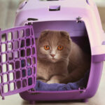 Cat comfortably sitting in a purple hard-sided cat carrier with a towel inside, demonstrating a best cat carrier for vet visits.