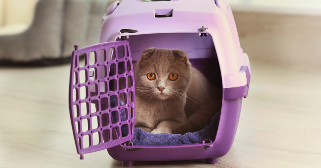Cat comfortably sitting in a purple hard-sided cat carrier with a towel inside, demonstrating a best cat carrier for vet visits.