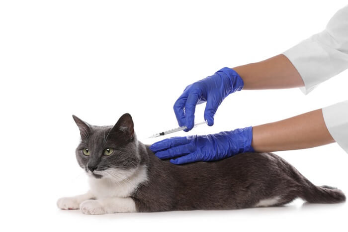 Veterinarian giving a cat an injection of Cerenia