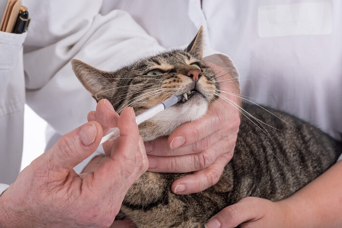 Tabby cat calmly receives liquid Albon medication, emphasizing the ease of administration for effective coccidiosis treatment