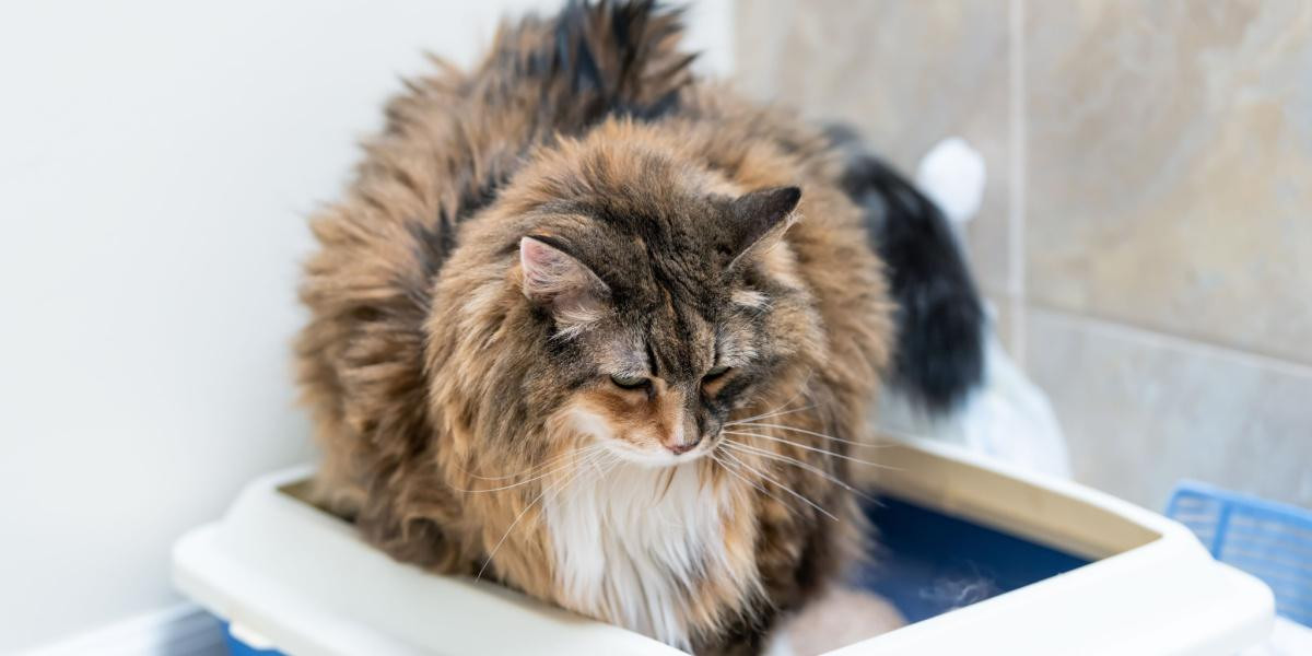 Cat sitting beside a litter box looking distressed