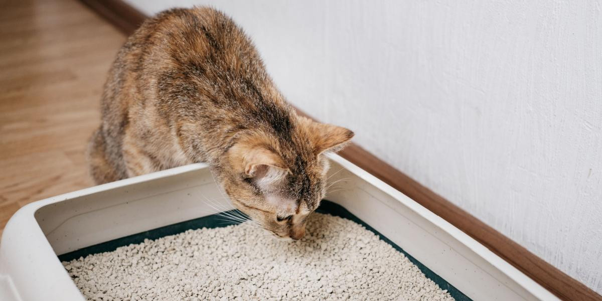 Cat smelling inside a clean litter box