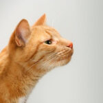 Cat intently sniffing the air