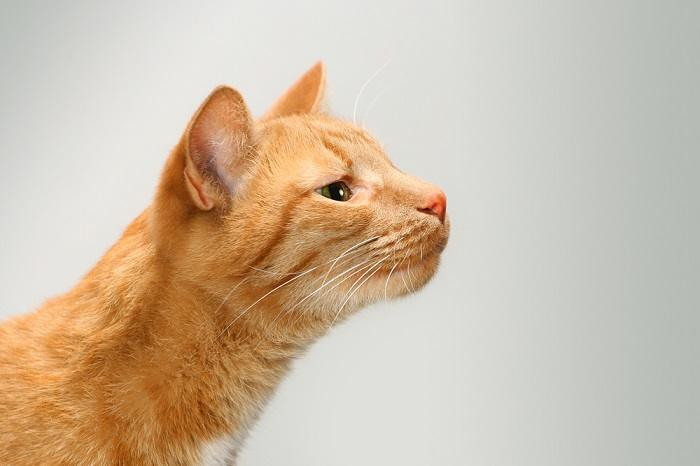 Cat intently sniffing the air