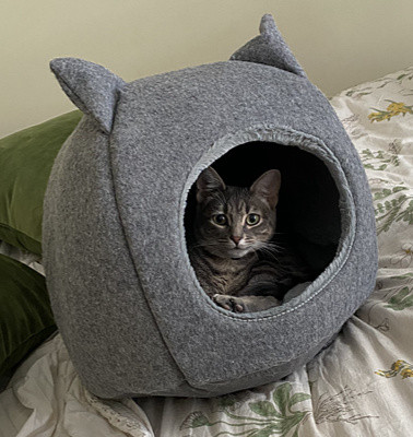 A cozy cat bed, inviting and comfortable, representing a part of the initial supplies for a newly adopted cat.
