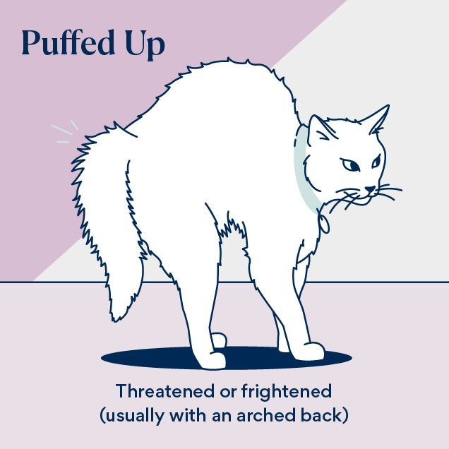 illustration of a cat