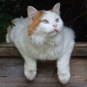 A Turkish Van cat with a distinctive white body and colored markings on the head and tail