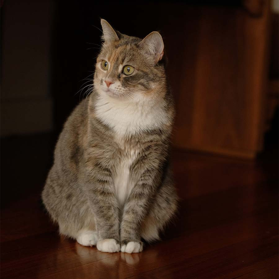Cat using a litter box, with focus on urine stream, demonstrating normal urination before discussing blood in urine