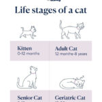 cat life stages; how long do cats live