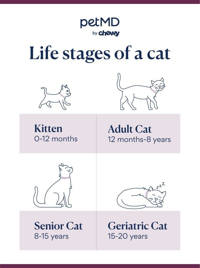 cat life stages; how long do cats live