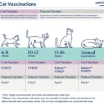 A chart of cat vaccines.