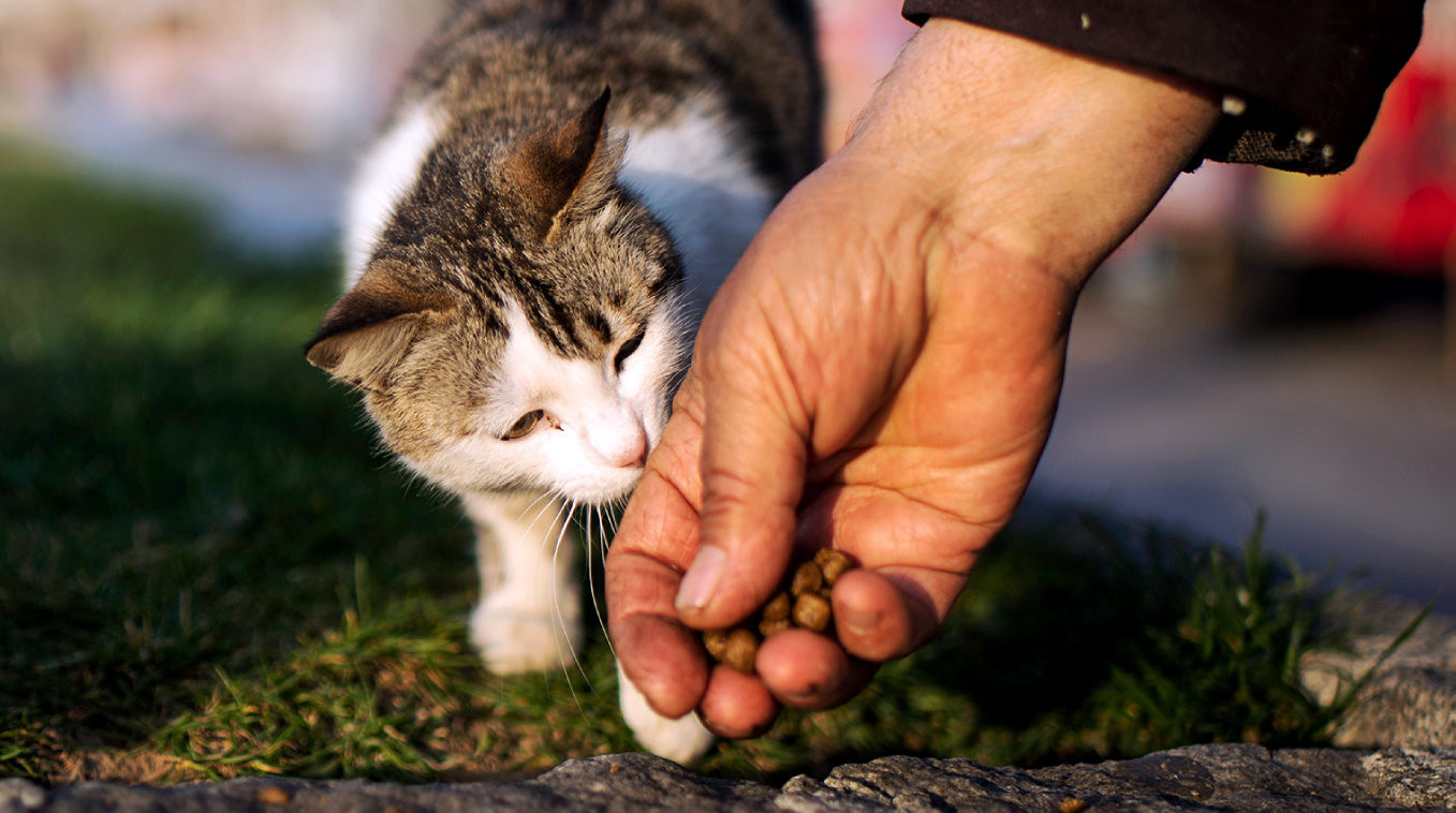 Cat_distribution_system