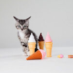 A cute cat with a questioning look, seemingly unsure about a plastic ice cream toy. Alt text: Disappointed cat posing with a plastic ice cream toy, longing for real treats.