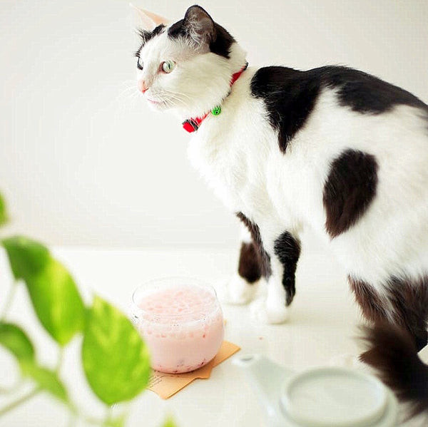 A curious cat intently watching a person holding a bowl of snacks, hinting at wanting to share. Alt text: Mischievous cat eyeing human snacks, contemplating a treat heist.