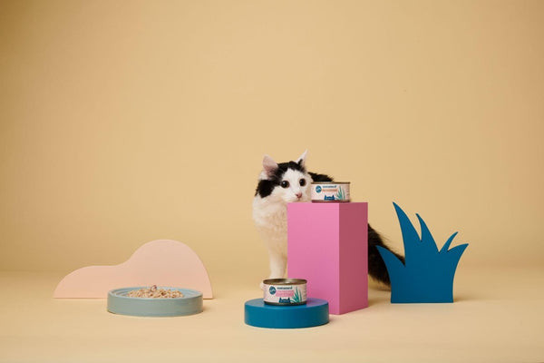 A close-up of a delicious Untamed cat food pouch, showcasing its gourmet appearance. Alt text: Untamed cat food pouch, highlighting gourmet wet food for feline health.
