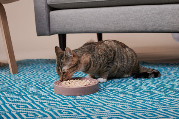A collage showing happy and healthy cats in various playful poses, representing the vitality Untamed food provides. Alt text: Happy and healthy cats enjoying life, showcasing the benefits of Untamed diet.