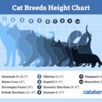 Catster_Breed_Height_Chart
