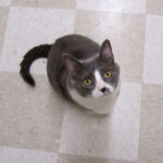 Irresistible Homemade Cheesy Cat Treats Recipe