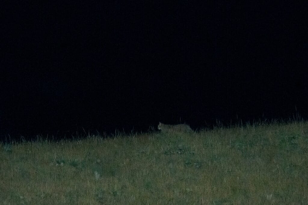 Rare wild cat - Chinese Mountain Cat