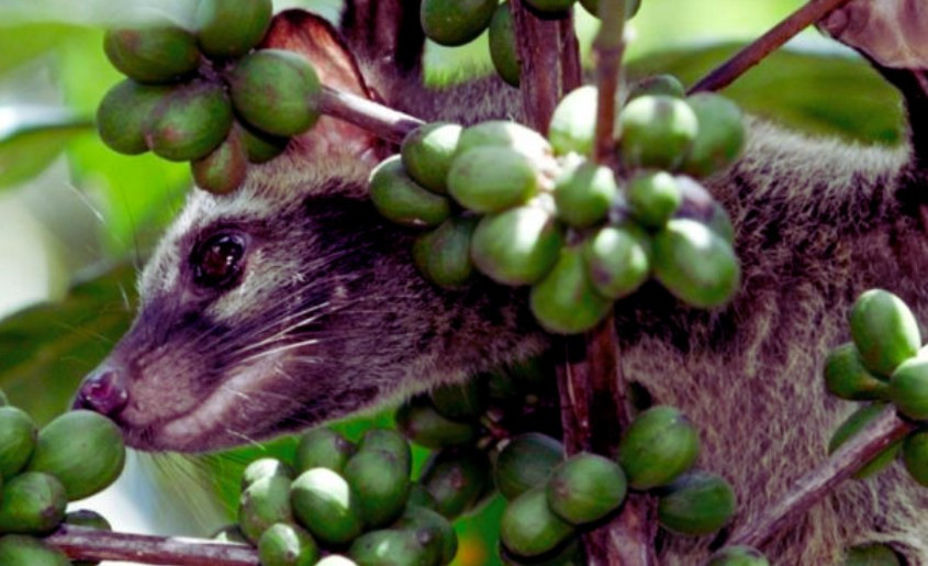 Cup of Civet Cat Poop Coffee
