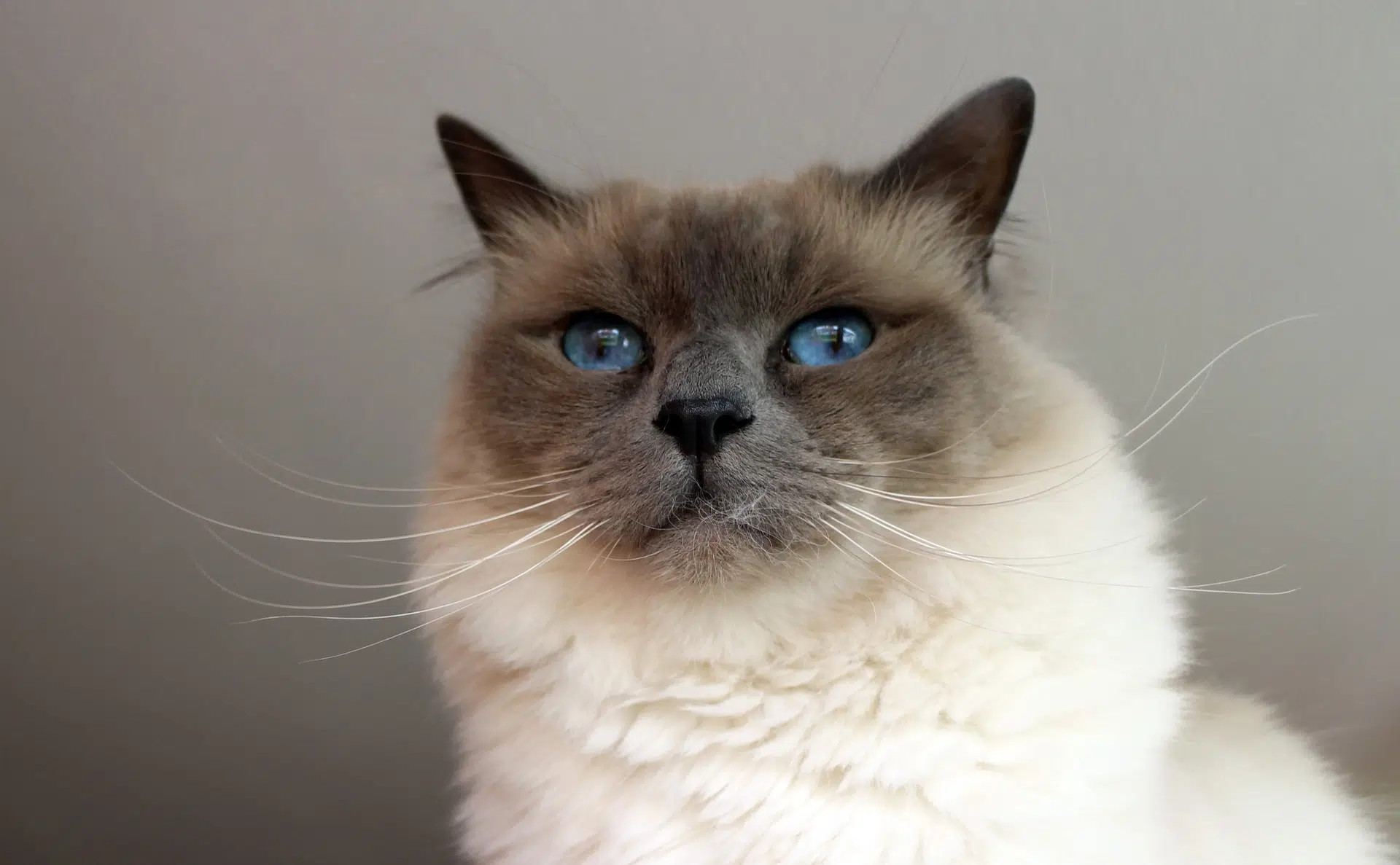 Close-up portrait of a Birman cat showcasing its bright blue eyes