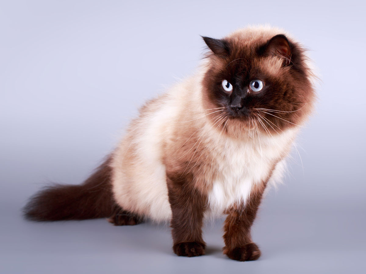 Seal point colorpoint cat with dark face, paws, and tail