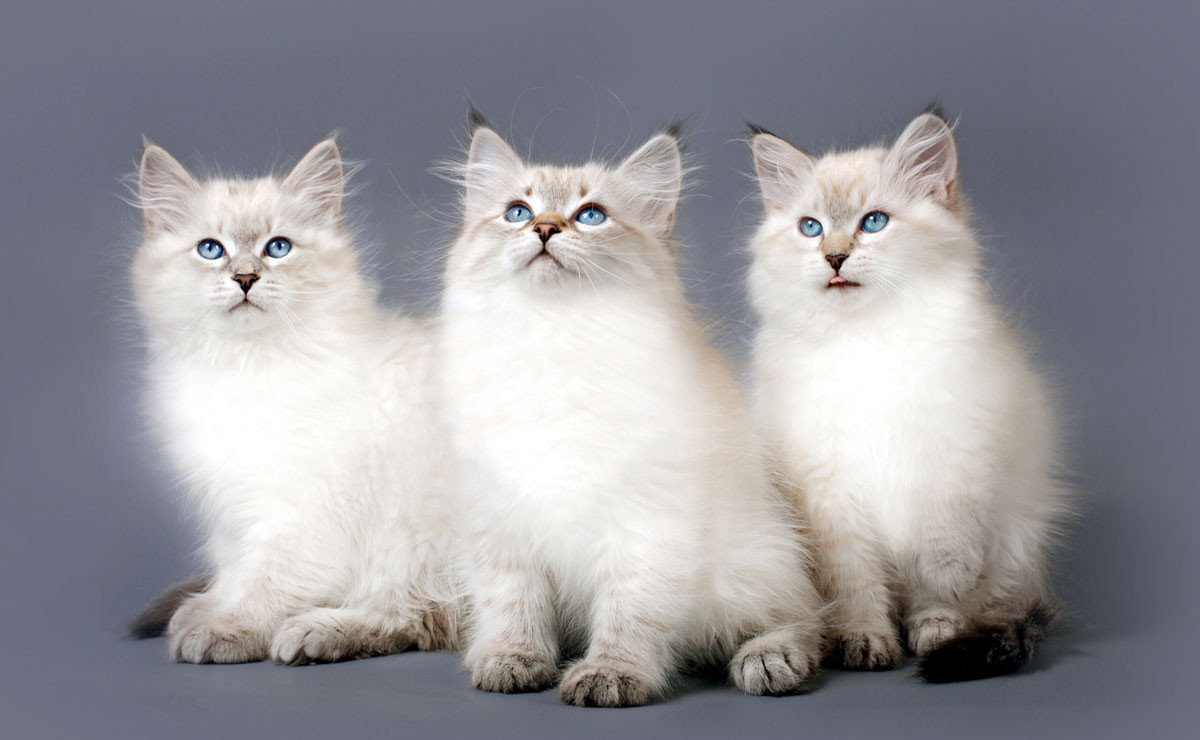 Colorpoint kittens with lighter body and darker points