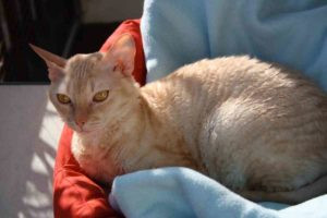 A Cornish Rex cat with wavy coat and large ears