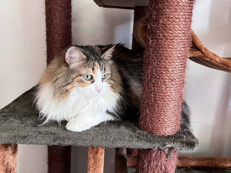 CozyCatFurniture Extra Large Cat Tower, ideal for multiple large cats