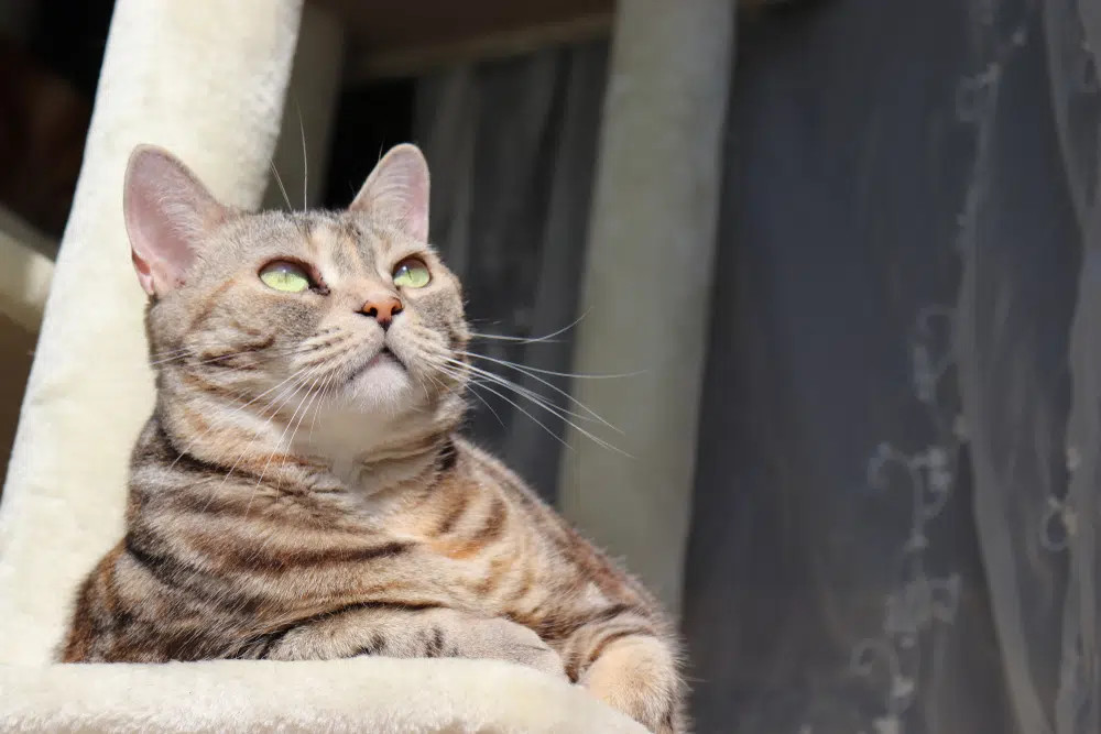 A pleasant Cream American Shorthair cat with a tabby pattern, and gentle, approachable expression.