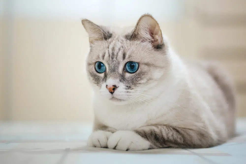 A Cream American Wirehair cat with a wiry, textured coat, and wide-eyed, alert expression.