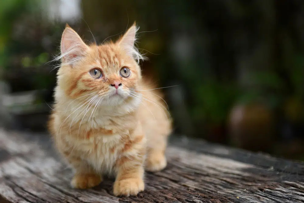 A charming Cream Beige Munchkin cat with short legs, looking playful and endearing.