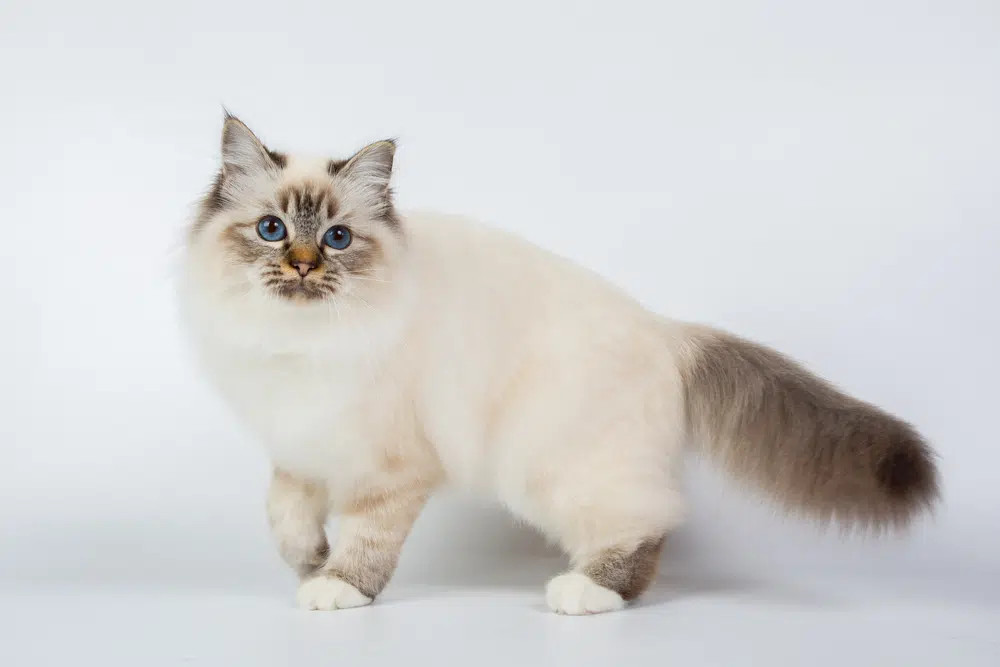 A gentle Cream Birman cat with striking blue eyes and white &quot;gloves&quot; on its paws, exhibiting a serene and friendly expression.