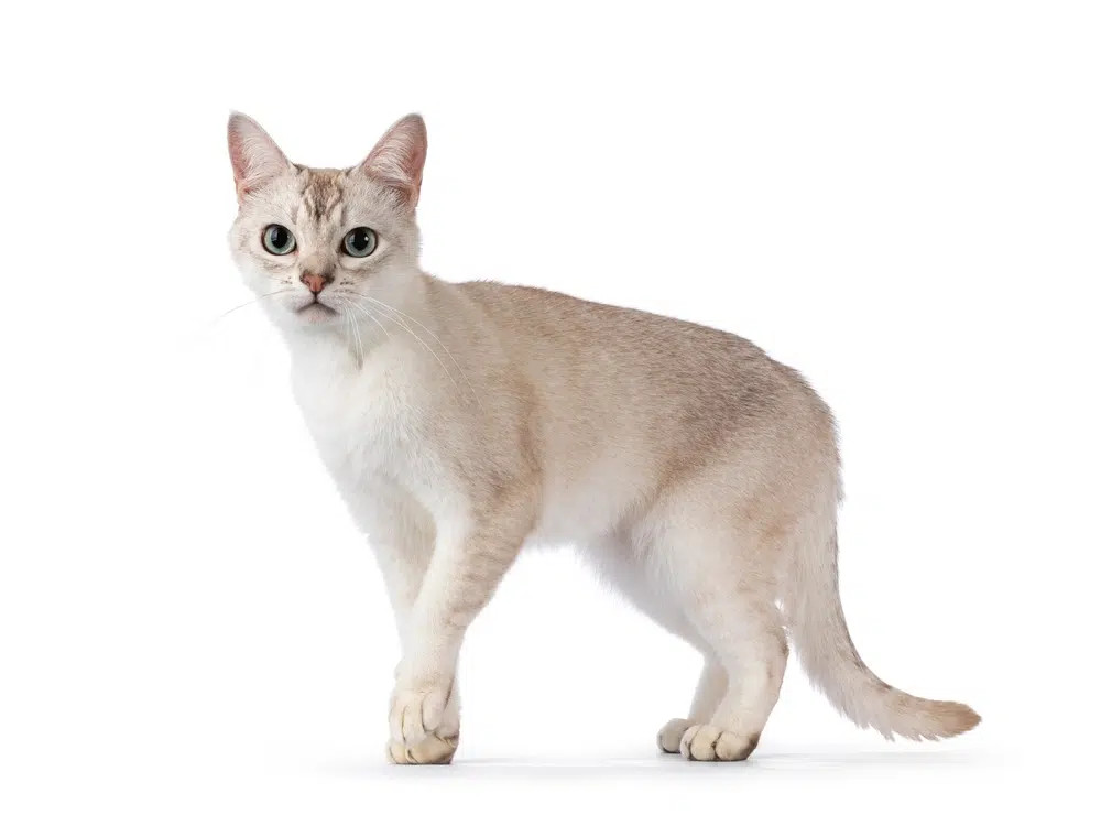 An elegant Cream Burmilla cat with distinctive eyeliner markings and vibrant green eyes, looking poised and refined.